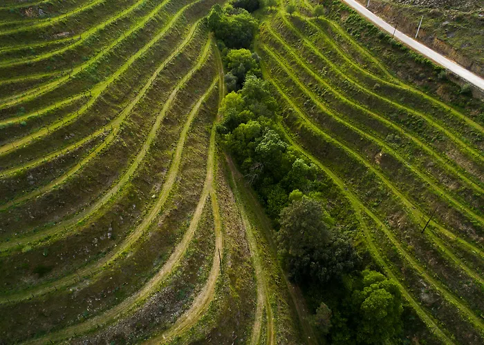 Gale Douro Vineyards Armamar
